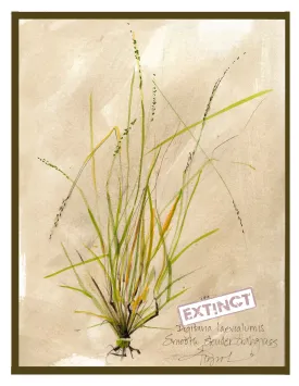 Slender crabgrass thumbnail