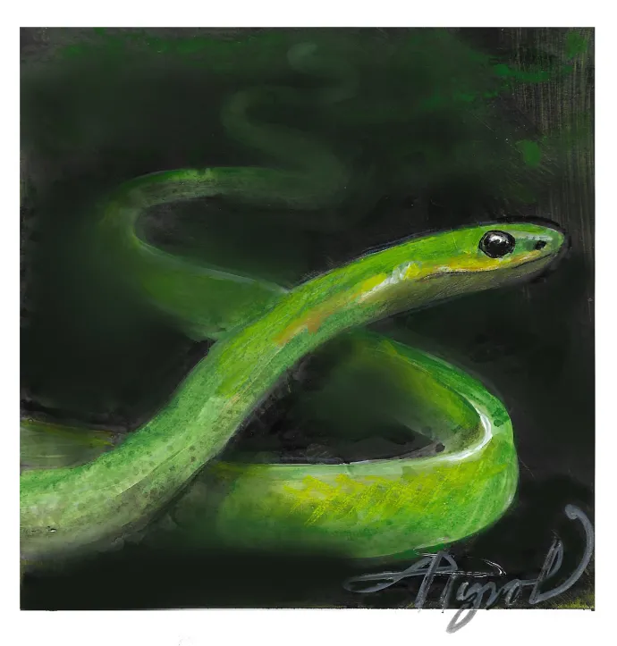 Smooth green snake