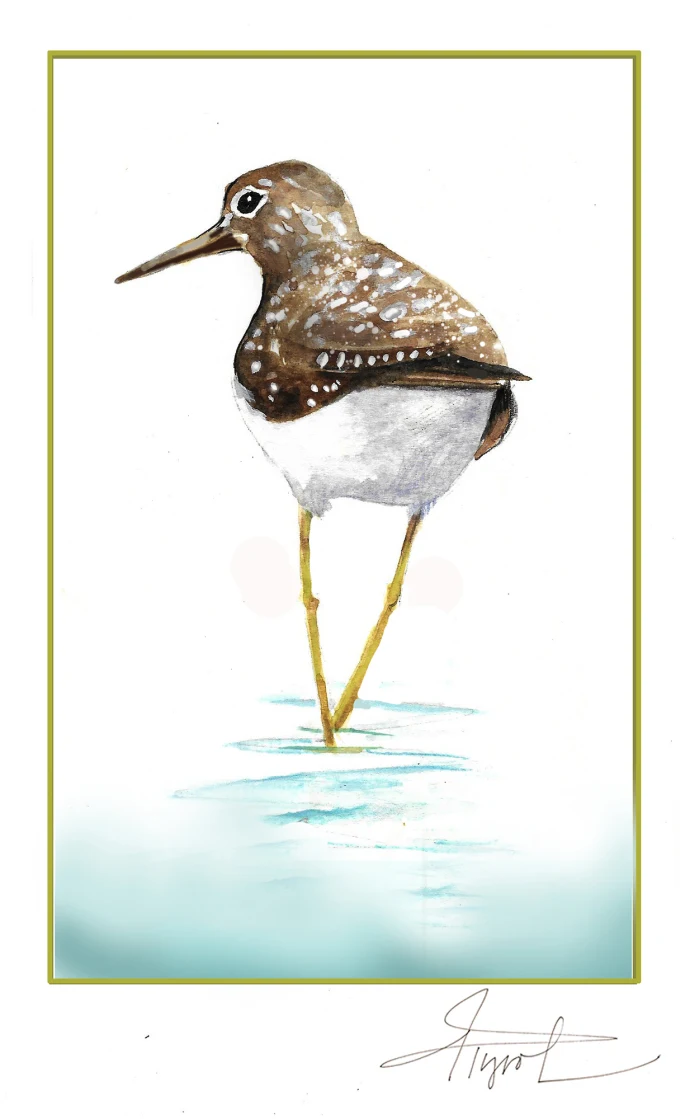 Sandpiper