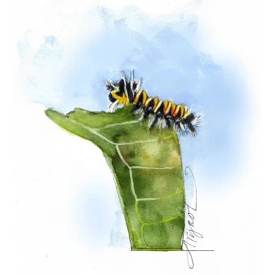 Tussock moth caterpillar cover by Adelaide Tyrol