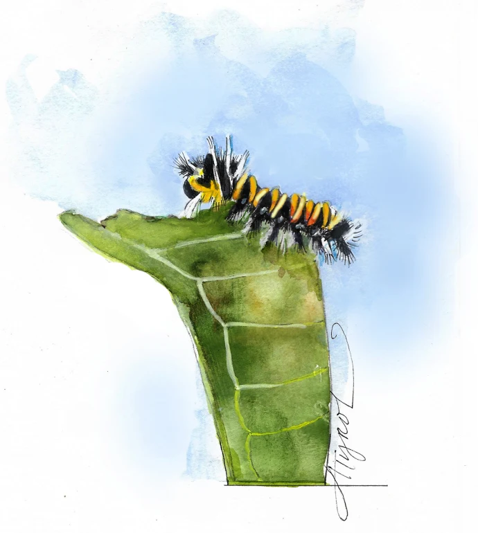 Tussock moth caterpillar