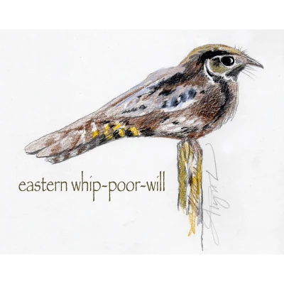 Whip poor will cover by Adelaide Tyrol