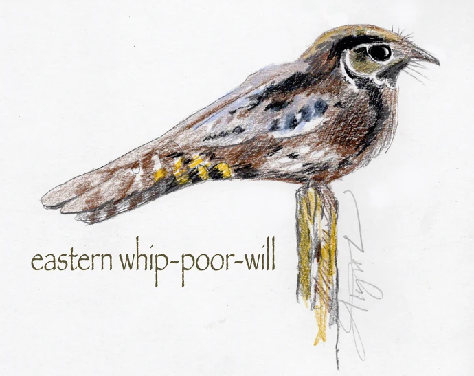 Whip poor will