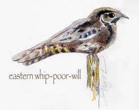 Whip poor will thumbnail