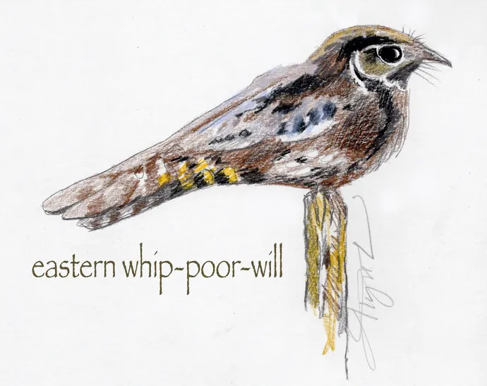 Whip poor will