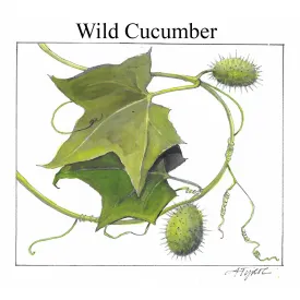 Wild cucumber vine thumbnail