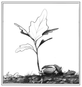 Acorn germination thumbnail