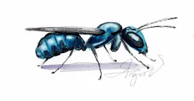 Carpenter bee thumbnail