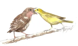 Cowbirds thumbnail