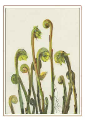 Ferns thumbnail