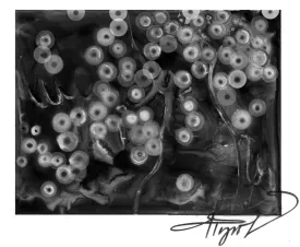 tos_fish_eggs_web.jpg thumbnail