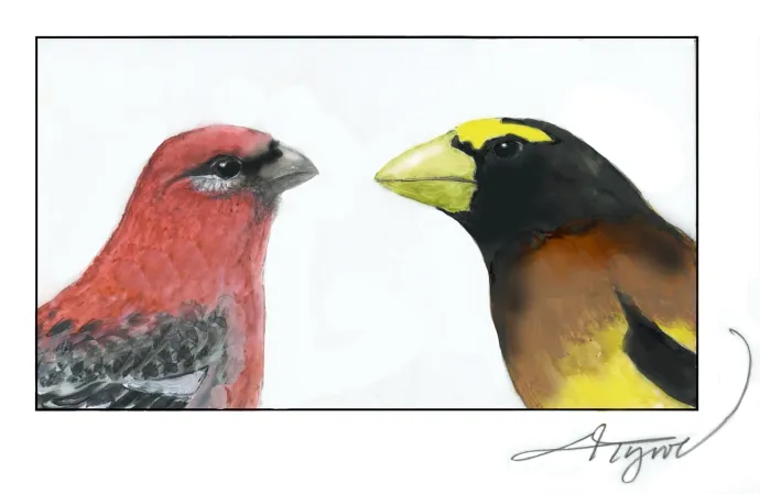 Grosbeaks