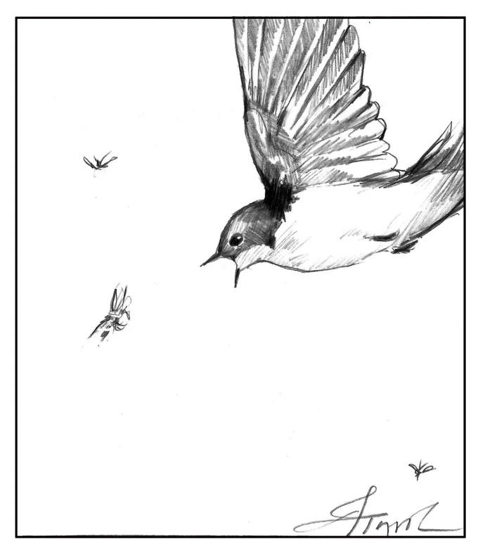 Insectivores