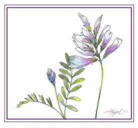 Jesups milk vetch thumbnail