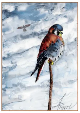 Kestrel thumbnail