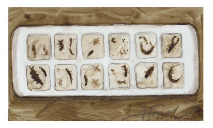 Macroinvertebrates