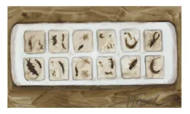 Macroinvertebrates thumbnail