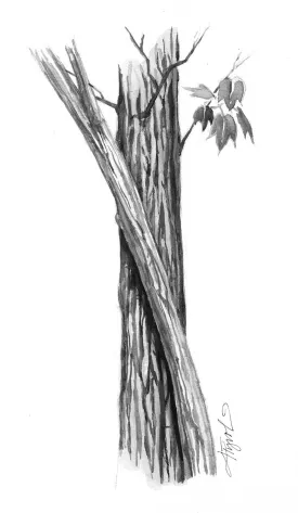 tos_maple_bark_web.jpg thumbnail