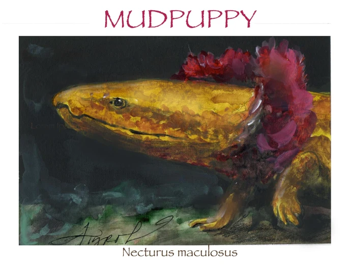 mudpuppy