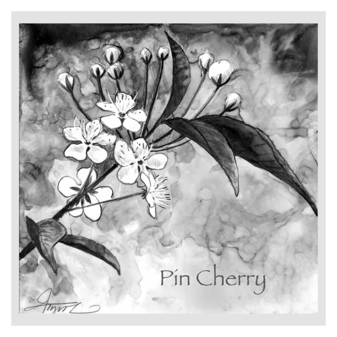 Pin cherry