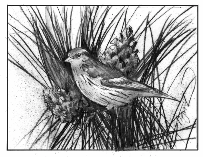 Pine siskins