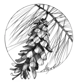 Pine cones thumbnail