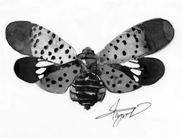 Spotted lanternfly