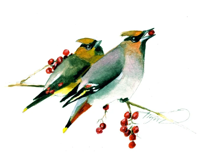 Waxwings