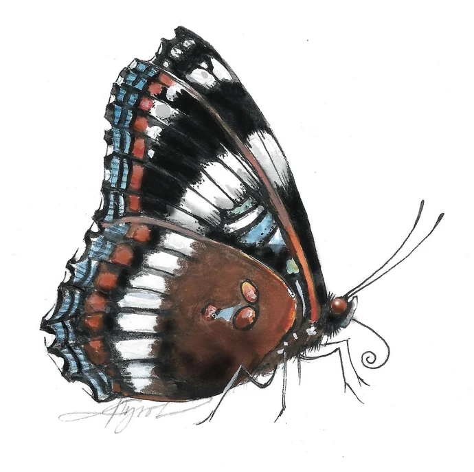 White Admiral