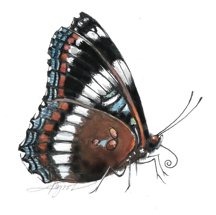 White Admiral