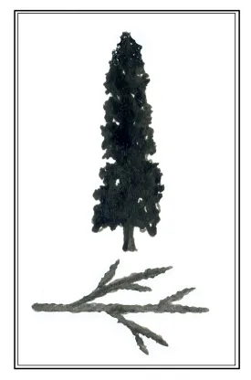 tos_white_cedar_web.jpg thumbnail