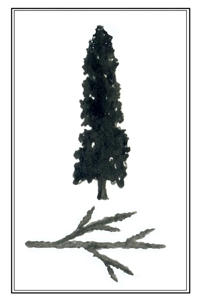 tos_white_cedar_web.jpg