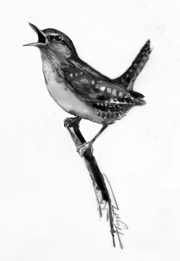 tos_winter_wren_web.jpg