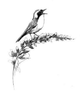 Yellowthroat thumbnail