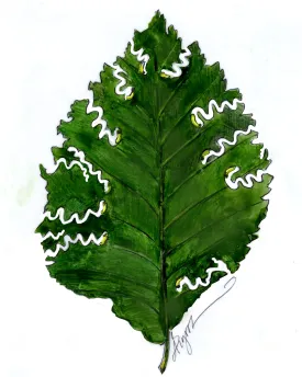 Zigzag sawfly thumbnail