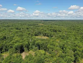 Tug Hill Forest thumbnail