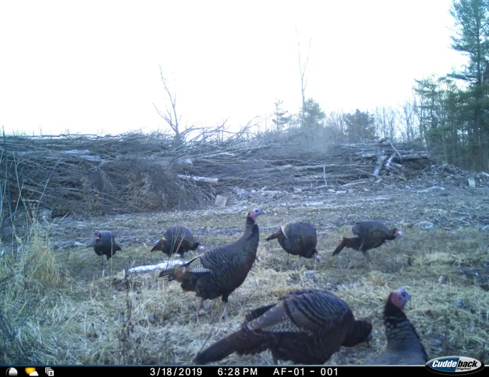 Turkeys foraging