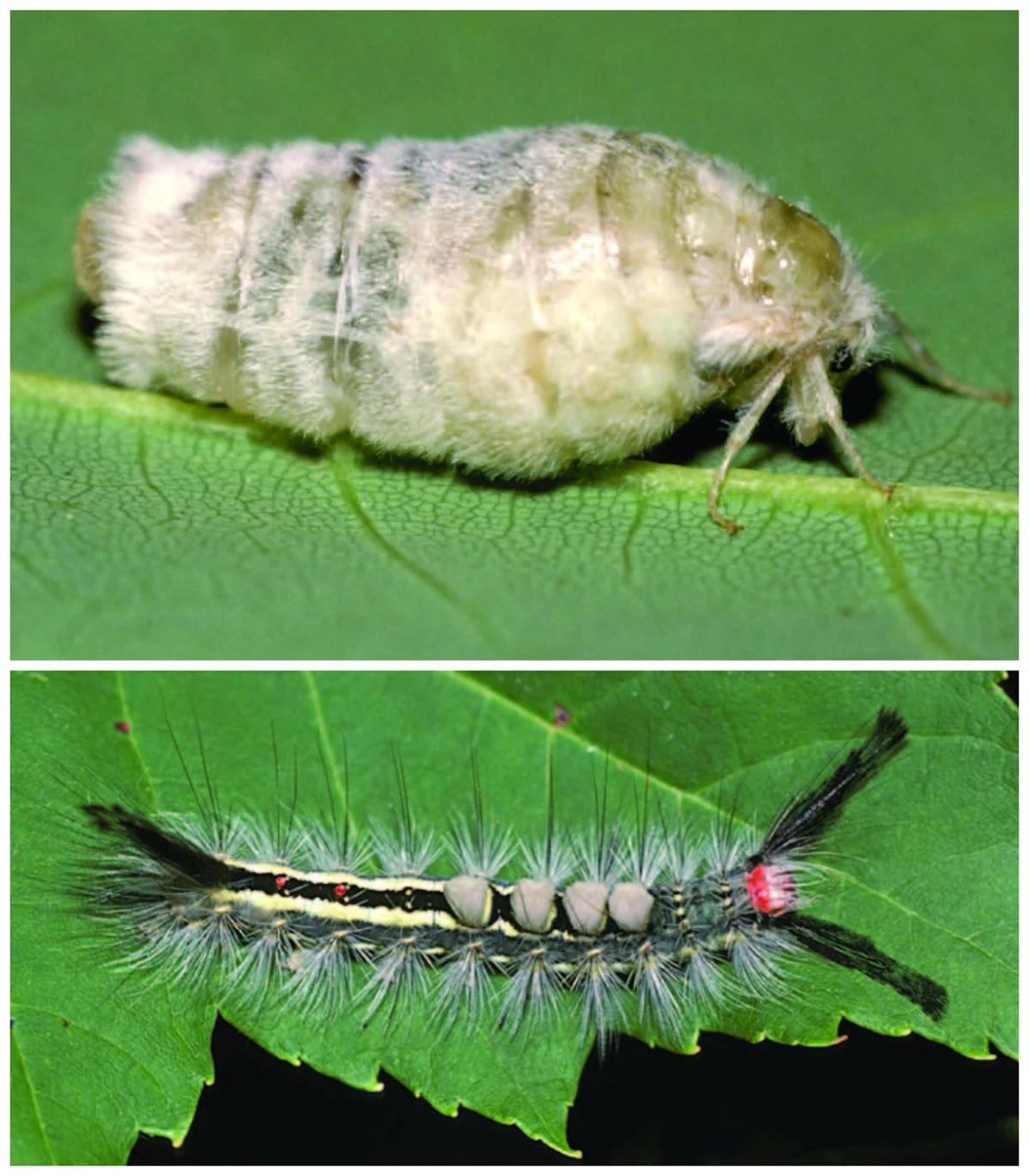 Tussock moth