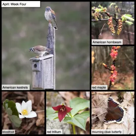 April nature thumbnail