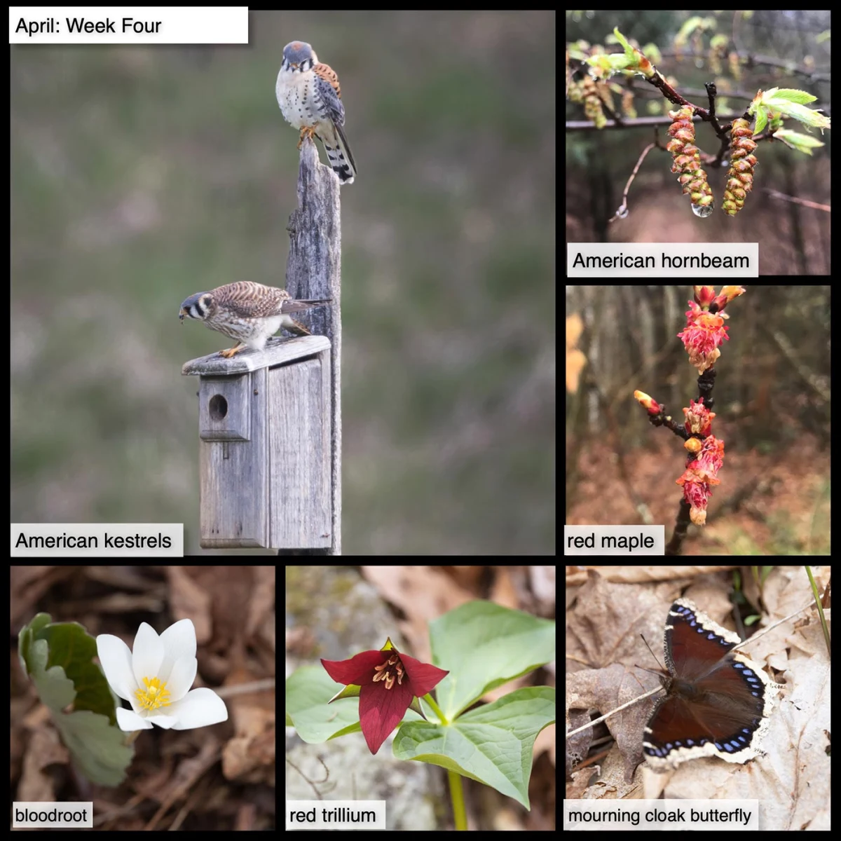 April nature