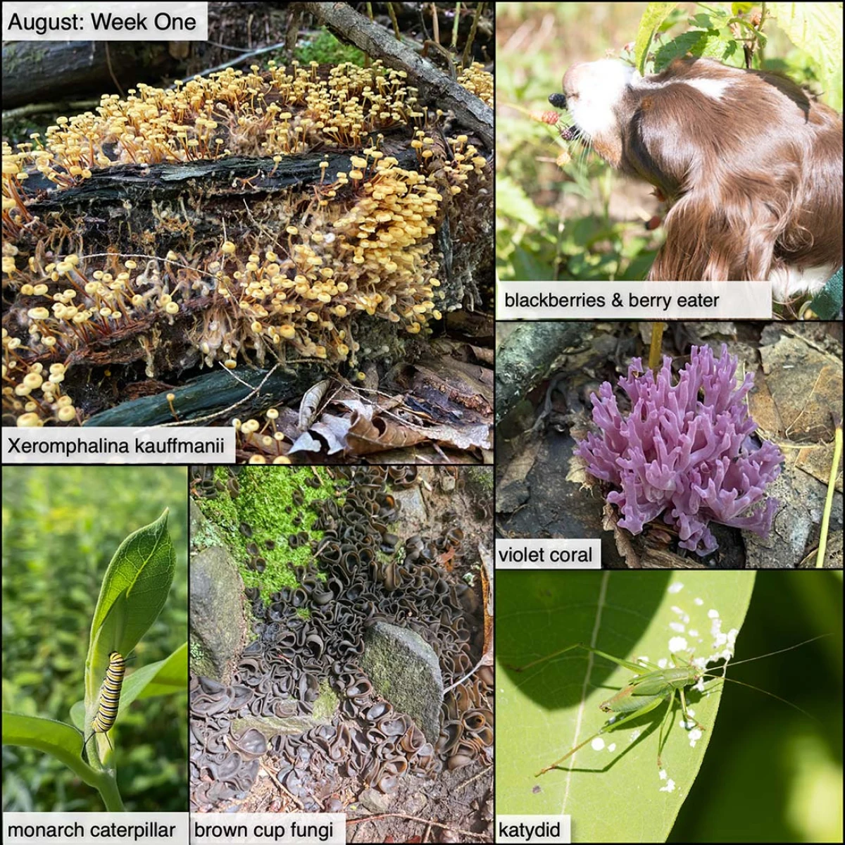 August nature