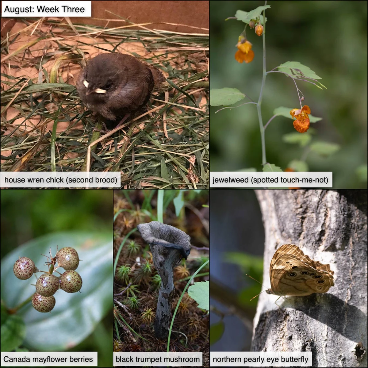 August nature