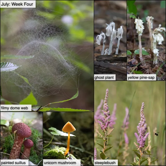 July nature