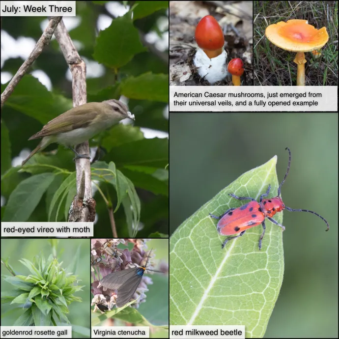 July nature