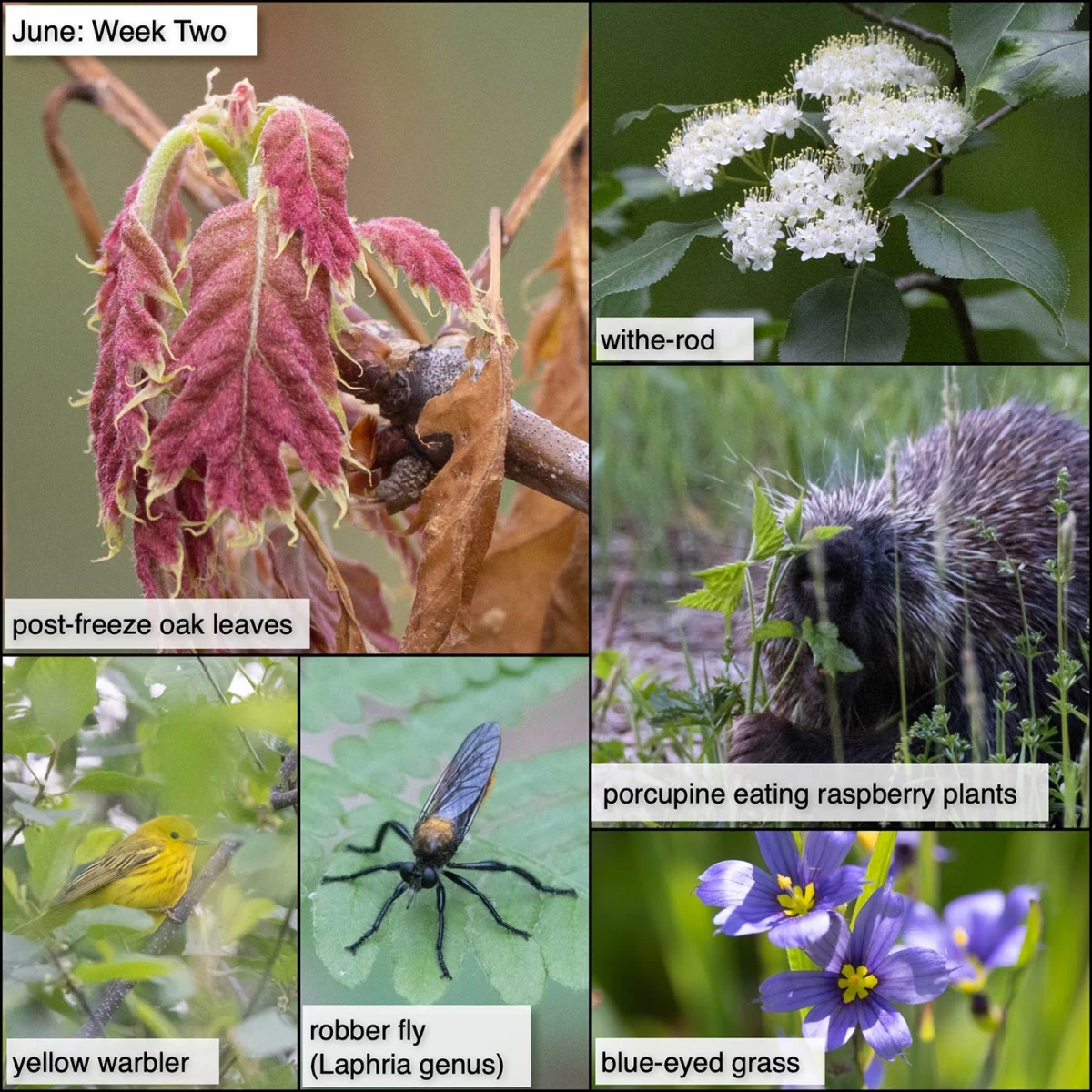 June nature