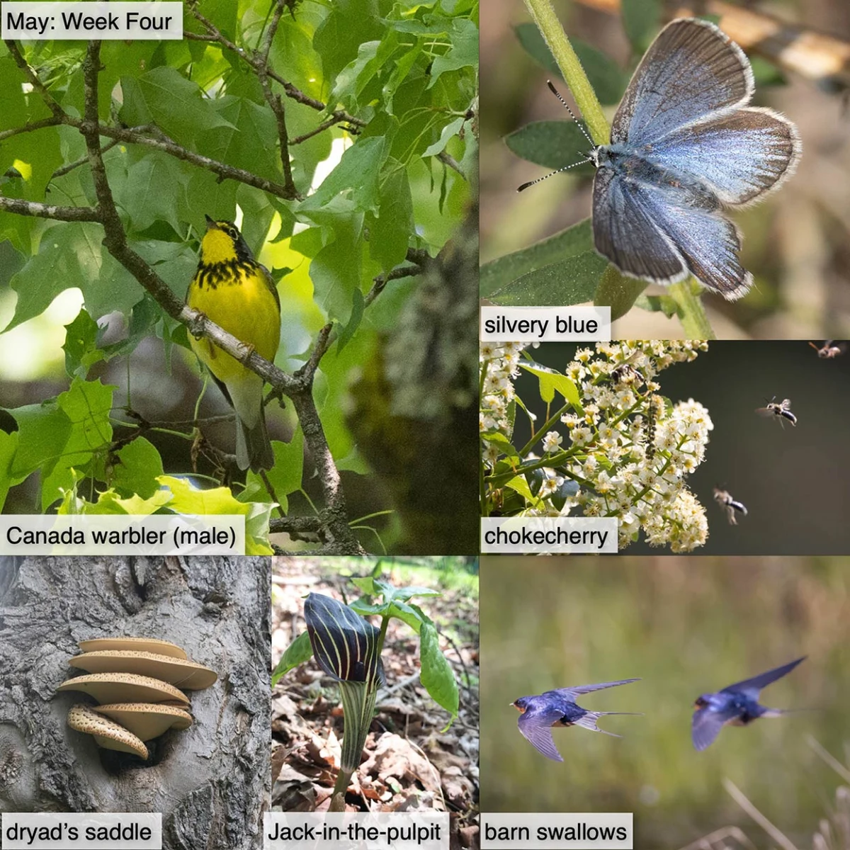 May nature