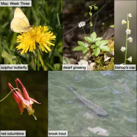 May nature thumbnail