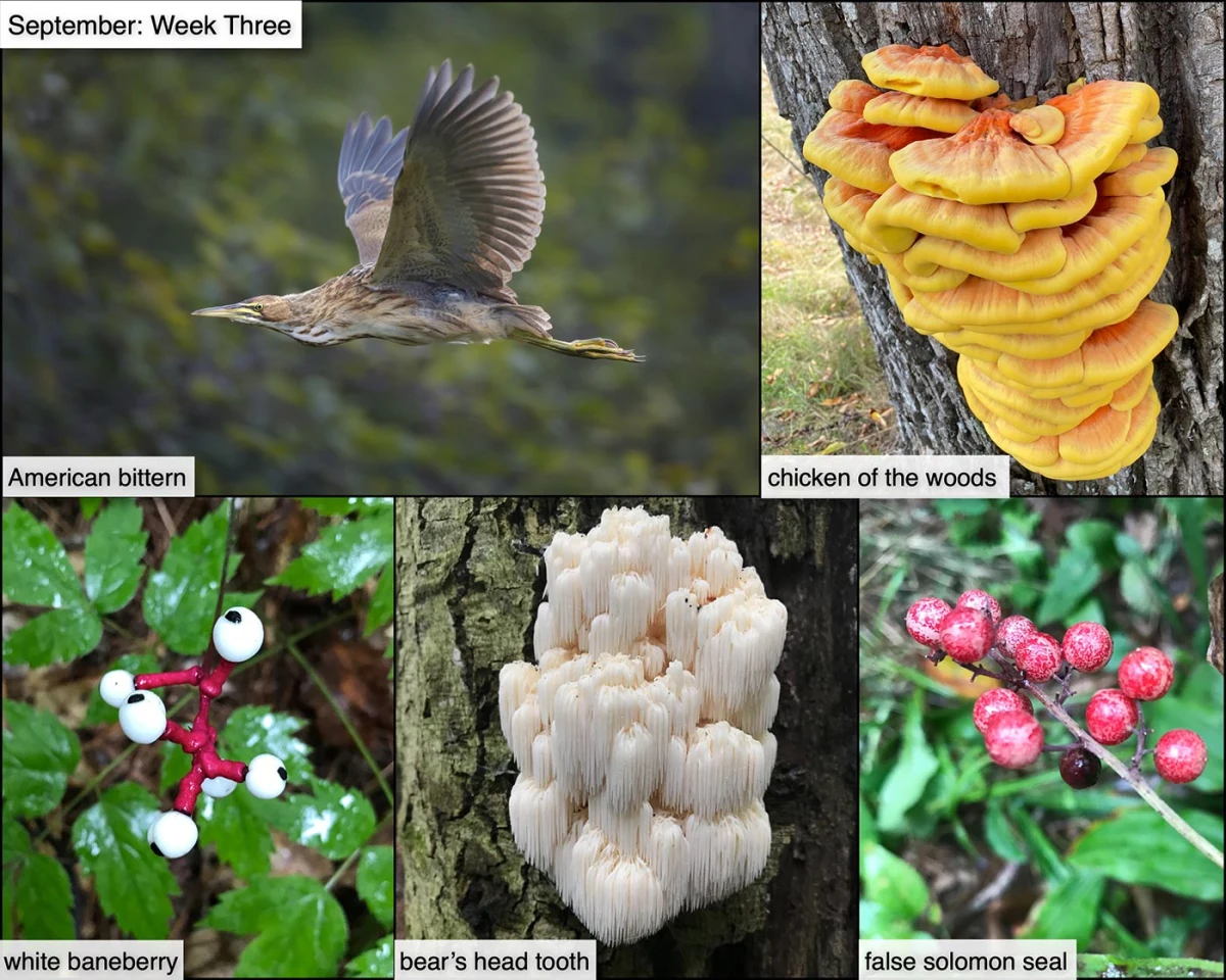 September nature