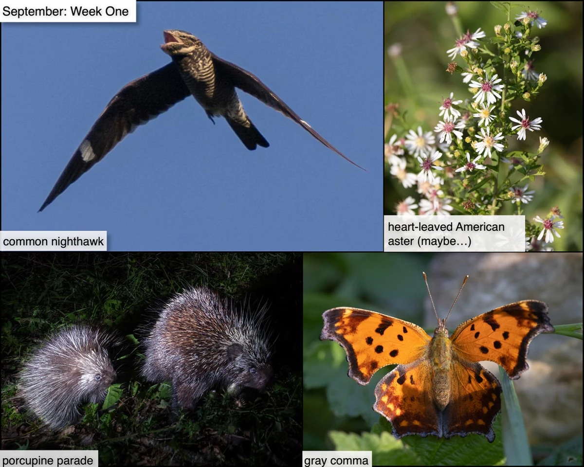 September nature