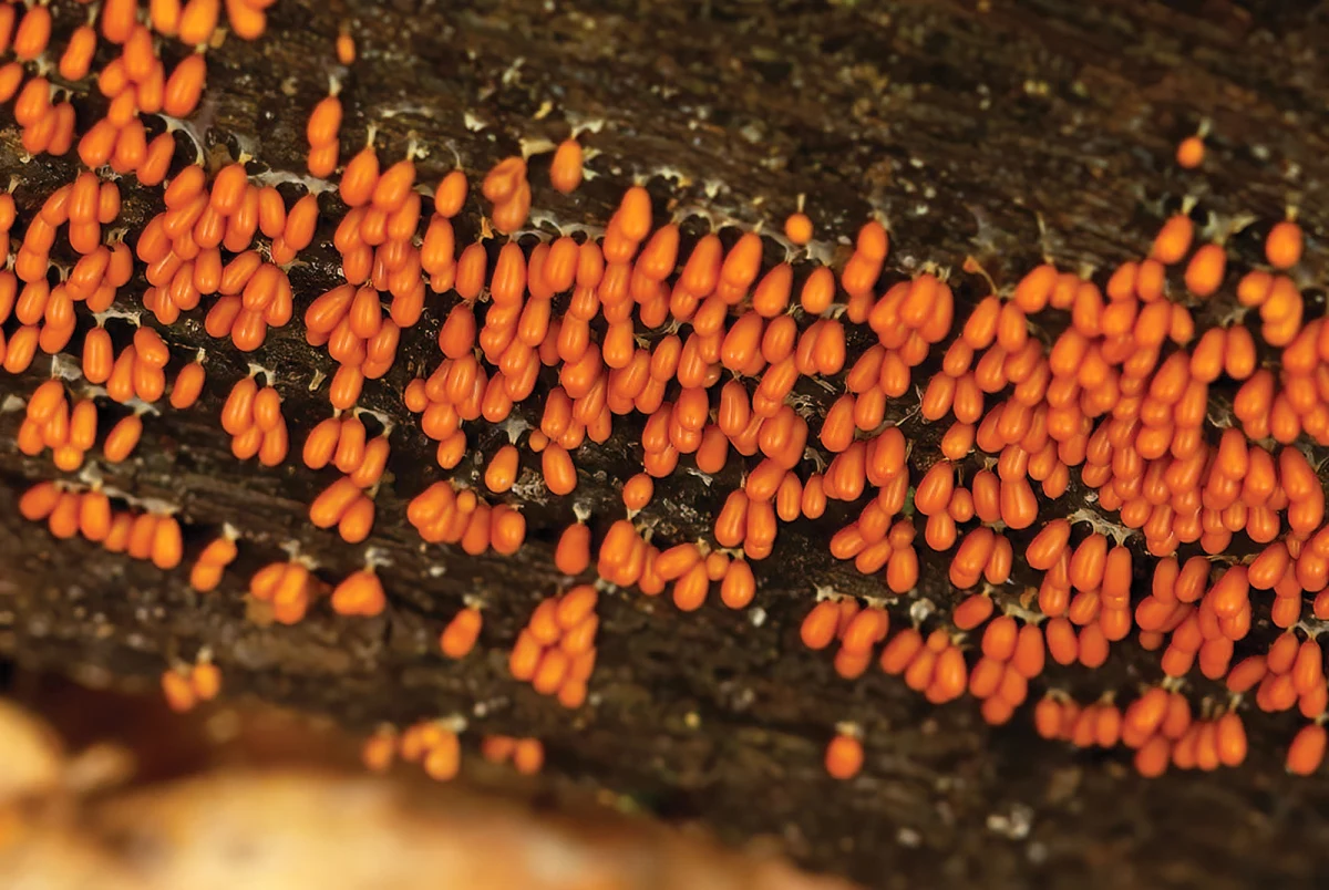 Insect-egg slime mold